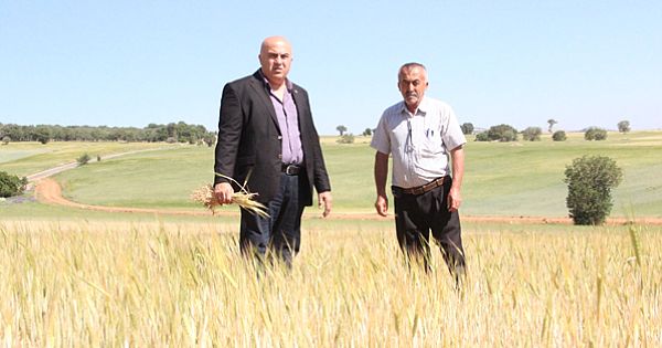 İlkbahar Yağışlarının Azlığı Kıraç Arazilerdeki Buğday ve Arpayı Kuruttu