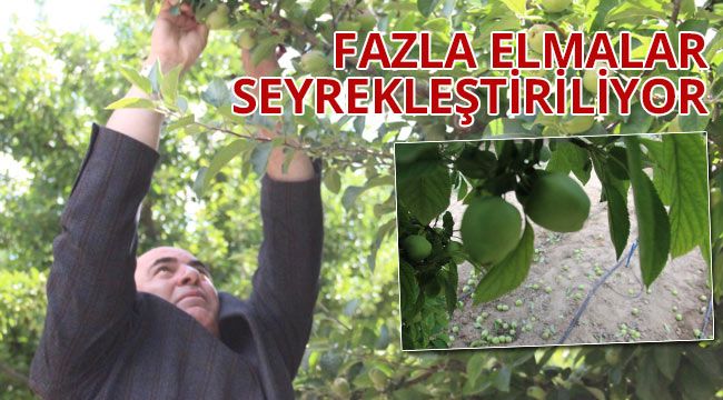 Fazla elmalar seyrekleştiriliyor