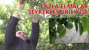 Fazla elmalar seyrekleştiriliyor