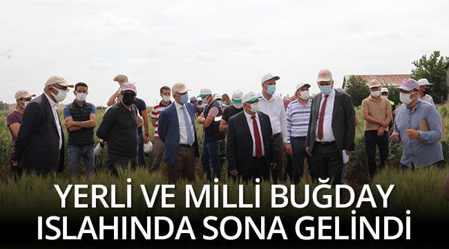 Konya Gıda ve Tarım Üniversitesi yerli ve milli buğday ıslahında sona geldi