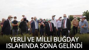 Konya Gıda ve Tarım Üniversitesi yerli ve milli buğday ıslahında sona geldi