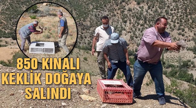 Doğaya tek tek salındılar 