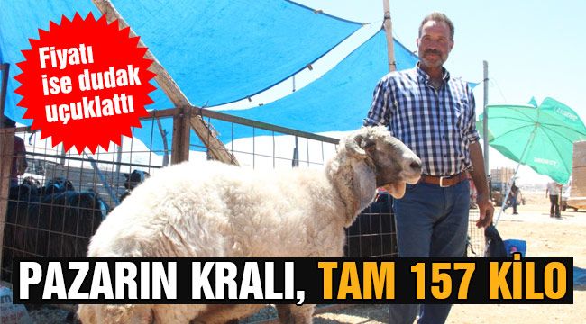 Pazarın kralı, tam 157 kilo 