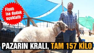 Pazarın kralı, tam 157 kilo 