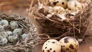 Bıldırcın yumurtasının faydaları nelerdir? 