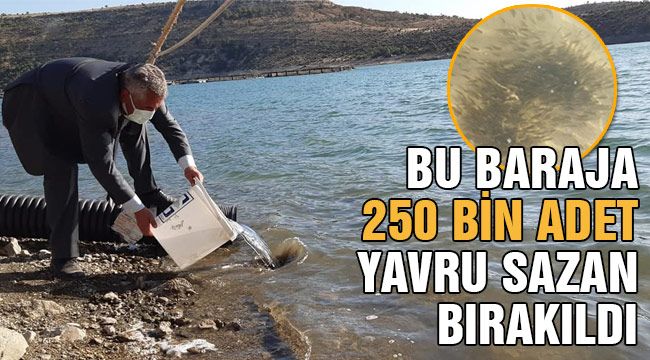 Bu baraja 250 bin adet yavru sazan bırakıldı