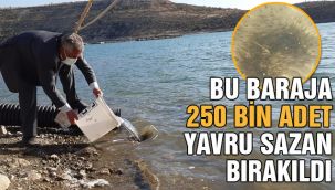 Bu baraja 250 bin adet yavru sazan bırakıldı