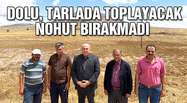 Dolu, tarlada toplayacak nohut bırakmadı 