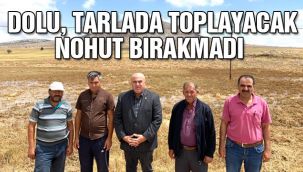 Dolu, tarlada toplayacak nohut bırakmadı 