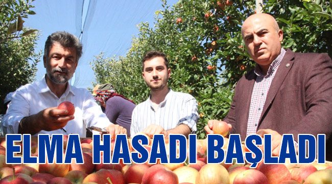 Elma hasadı başladı