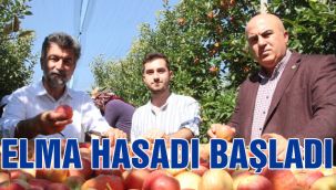 Elma hasadı başladı