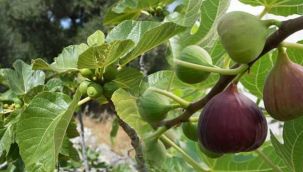 İncir yaprağının faydaları nelerdir?