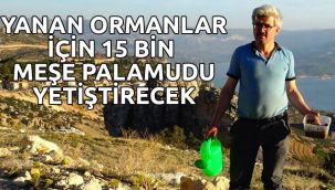 Yanan ormanlar için 15 bin meşe palamudu yetiştirecek