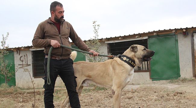 Türkiye'nin en iyi Anadolu çoban köpeği Karaman'dan seçildi