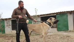 Türkiye'nin en iyi Anadolu çoban köpeği Karaman'dan seçildi