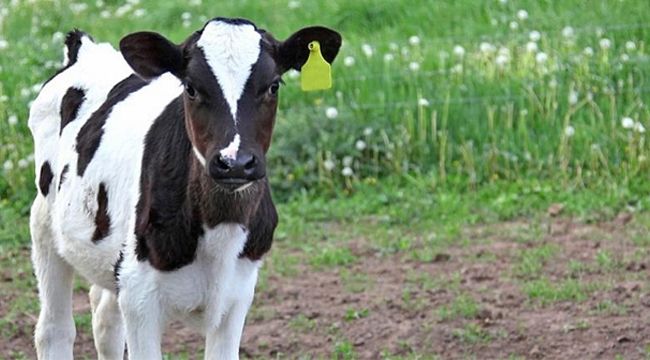 Buzağı destekleme başvuruları başlıyor