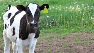 Buzağı destekleme başvuruları başlıyor