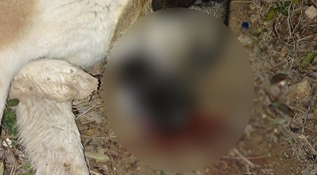 Can almak bu kadar kolay mı?