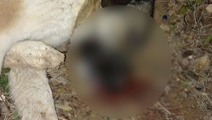 Can almak bu kadar kolay mı?