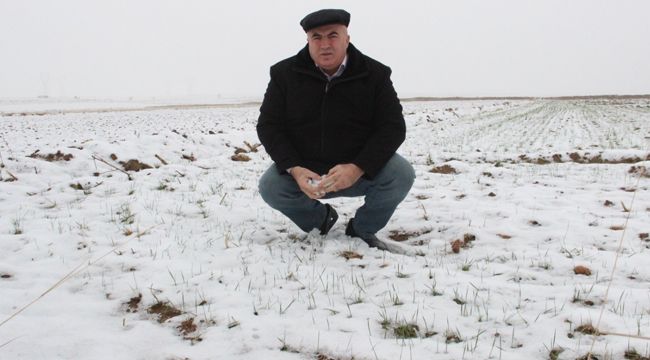 Karaman'da Son Yağışlar Çiftçiyi Sevindirdi