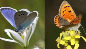 Karaman 834 Farklı Türe Ev Sahipliği Yapıyor