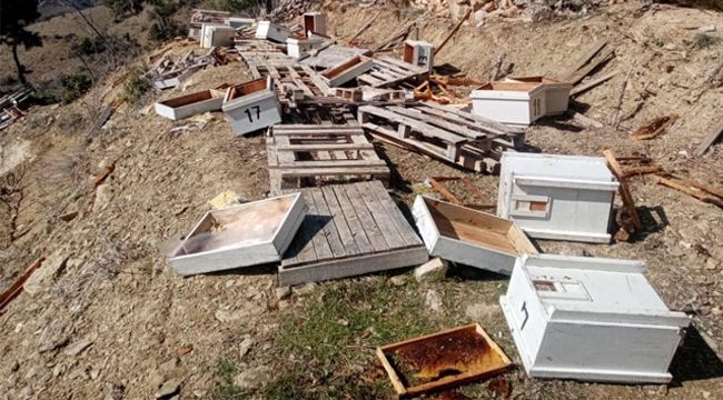 Karaman'da Ayılar Arı Kovanlarını Parçaladı