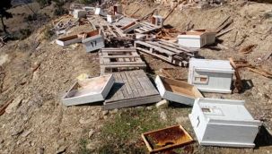 Karaman'da Ayılar Arı Kovanlarını Parçaladı