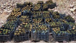 Karaman'da Kenevir Yetiştiren Şahıslar Yakalandı!