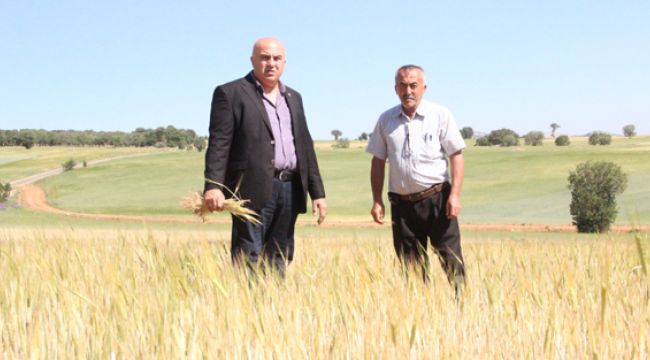 İlkbahar Yağışlarının Azlığı Kıraç Arazilerdeki Buğday ve Arpayı Kuruttu