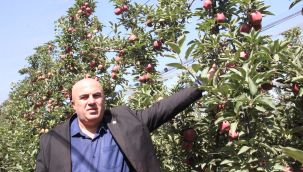 Elmada yüksek rekolte bekleniyor