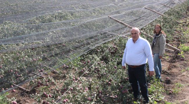 Karaman'da elma ağaçları kökünden kırdı