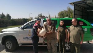 Yaralı bulunan Pelikan Kuşu koruma altına alındı