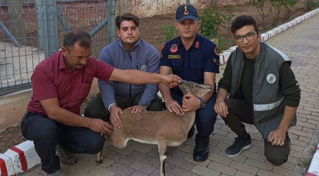 Jandarmanın bulduğu hasta yaban keçisi koruma altına alındı