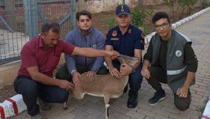 Jandarmanın bulduğu hasta yaban keçisi koruma altına alındı
