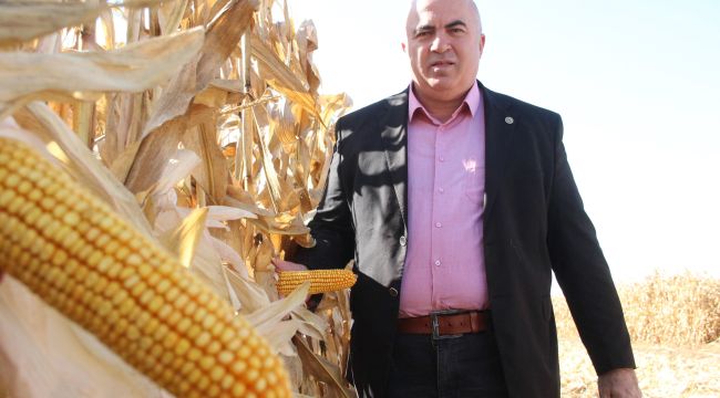 Karaman Ovasında yemlik mısır hasadı başladı
