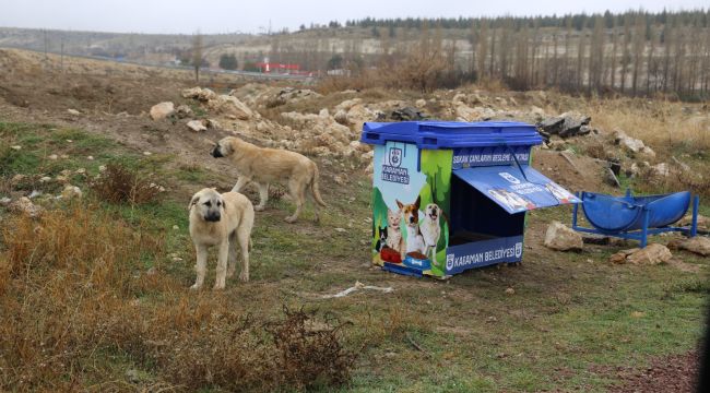 Karaman'da sokak hayvanları için beslenme noktaları yapılıyor