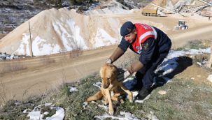  Karaman'da yaralı köpek koruma altına alındı