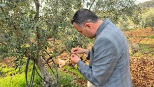 Mahmut Ünüvar: ''Ermenek zeytini markalaşacak''