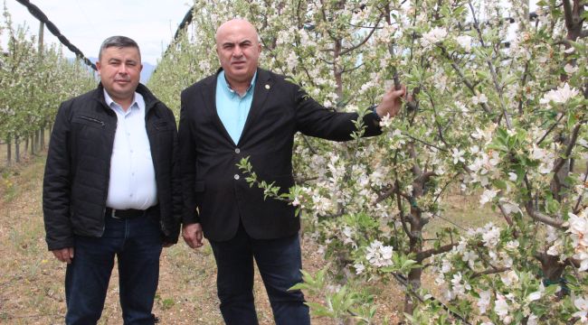 12 milyon elma ağacı aynı anda çiçek açtı
