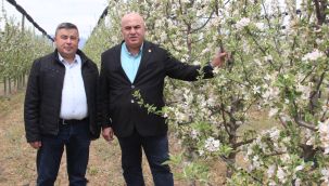 12 milyon elma ağacı aynı anda çiçek açtı