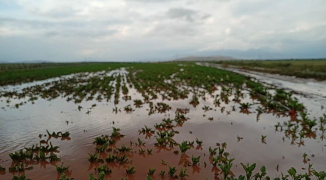 Aşırı yağış bu köyde ekili arazileri göle döndürdü