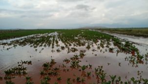 Aşırı yağış bu köyde ekili arazileri göle döndürdü