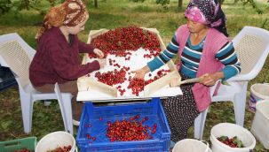 Taşeli bölgesinde kiraz hasadı başladı 