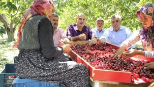 Mehmet Bayram: "Kiraz üreticisi kan ağlıyor" 