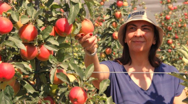 Karaman'da 55 gün sürecek elma hasadı başladı