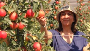 Karaman'da 55 gün sürecek elma hasadı başladı 