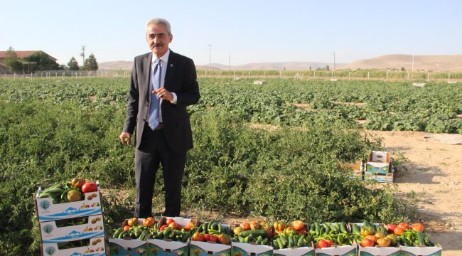 Türkiye'nin en ucuz salatalık ve domatisini bu ilçe halkı satın alıyor
