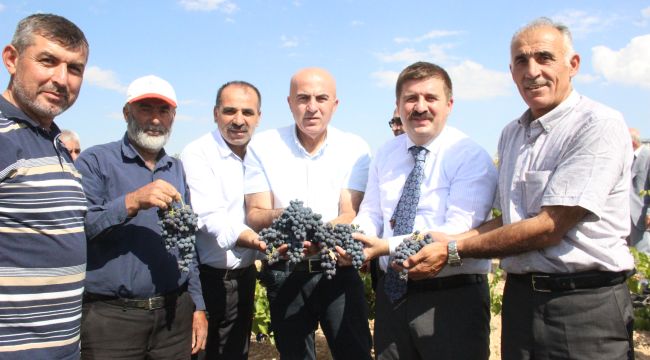 Karaman'da kara elmas olarak adlandırılan ekşikara üzümünün hasadı başladı 