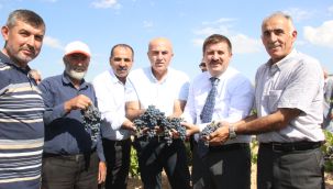 Karaman'da kara elmas olarak adlandırılan ekşikara üzümünün hasadı başladı 