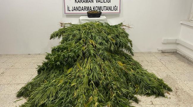 Karaman'da mısr tarlasına kenevir eken 2 kişi yakalandı 